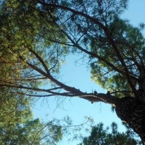 alberi