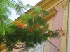 avana_balcone