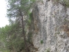 albero